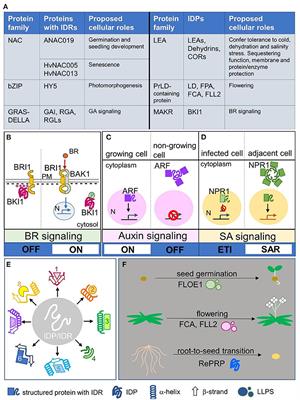 Plant Protein Disorder: Spatial Regulation, Broad Specificity, Switch of Signaling and Physiological Status